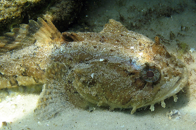 Toadfish of the Florida Panhandle - UF/IFAS Extension Escambia County