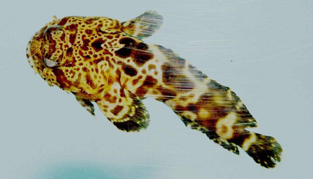 http://blogs.ifas.ufl.edu/escambiaco/files/2021/11/Leopard-toadfish-Flickr.jpg