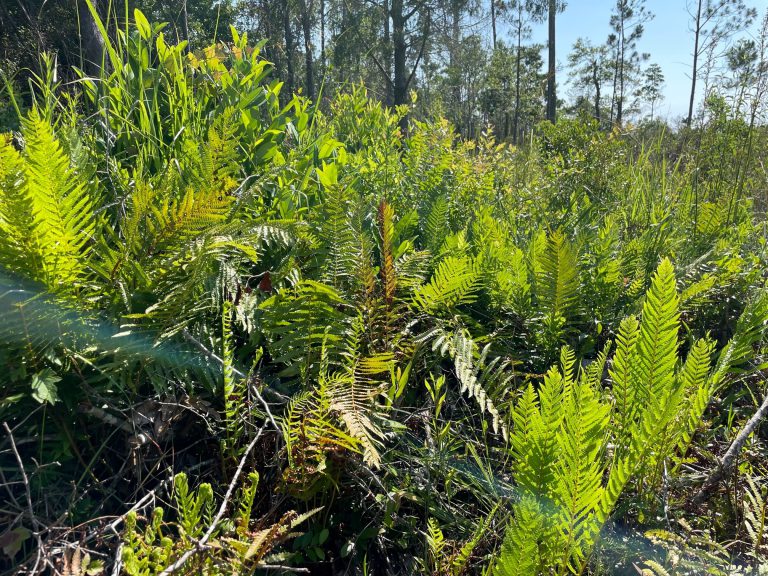 Weekly What Is It Ferns Uf Ifas Extension Escambia County