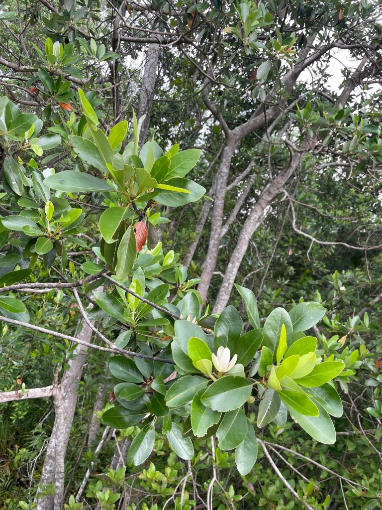 Weekly What Is It Sweet Bay Magnolia Uf Ifas Extension Escambia