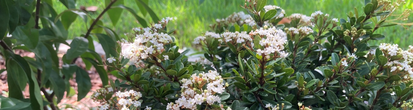 Flowering shrub in dappled sunlight - Walter's viburnum