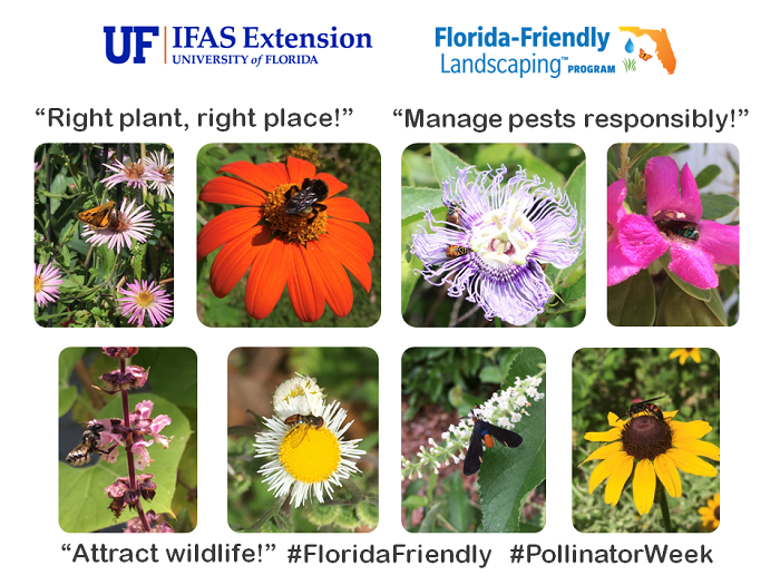 A variety of bees, wasps, moths, butterflies, and flies of different sizes and shapes visit a diverse array of flowers