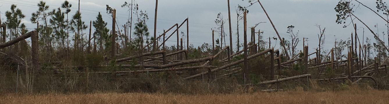 fallen trees after Hurricane Michael