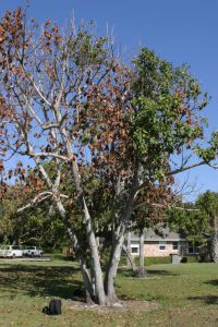 A mature dooryard avocado tree with large sections of dead and missing leaves, caused by laurel wilt disease. Summer 2009 Impact Magazine image. UF/IFAS File Photo.