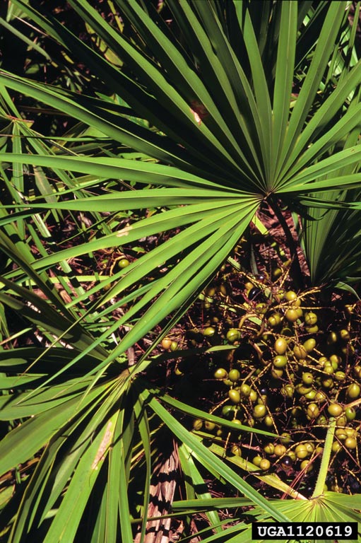 Permit now required to sell saw palmetto berries UF/IFAS Extension