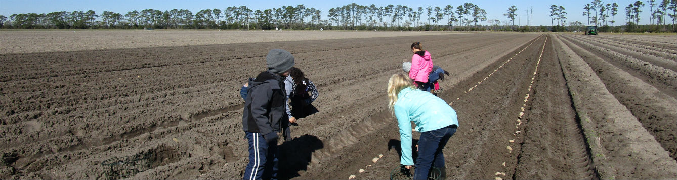 children planting potato in raised beds on farm