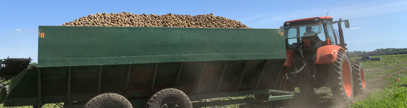 potato wagon full of potatoes