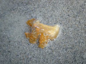 a small golden-brown sea slug called a sea hare