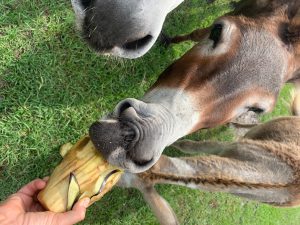 donkey eating eggplant whole