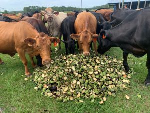 cows eating eggplant peels