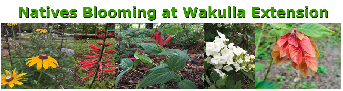 Natives Blooming at Wakulla Extension