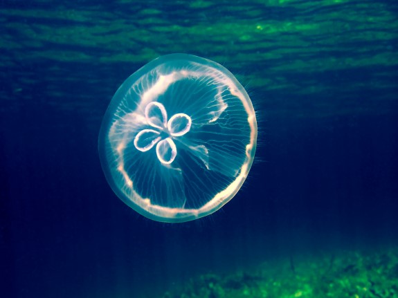 Moon Jellyfish are commonly found washed up on our beaches during summer