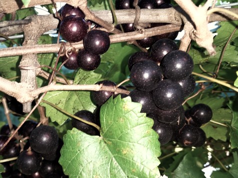Many muscadine varieties are dark purple or "black" and have thick skins not generally preferred as table fare