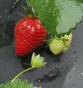 Strawberry closup