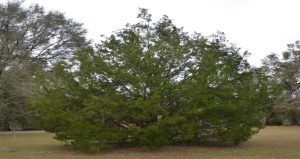 The Native Southern Red Cedar