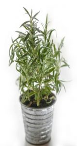 Rosemary Plant insert