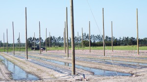 Telephone poles will act as trellises for the climbing hop. 