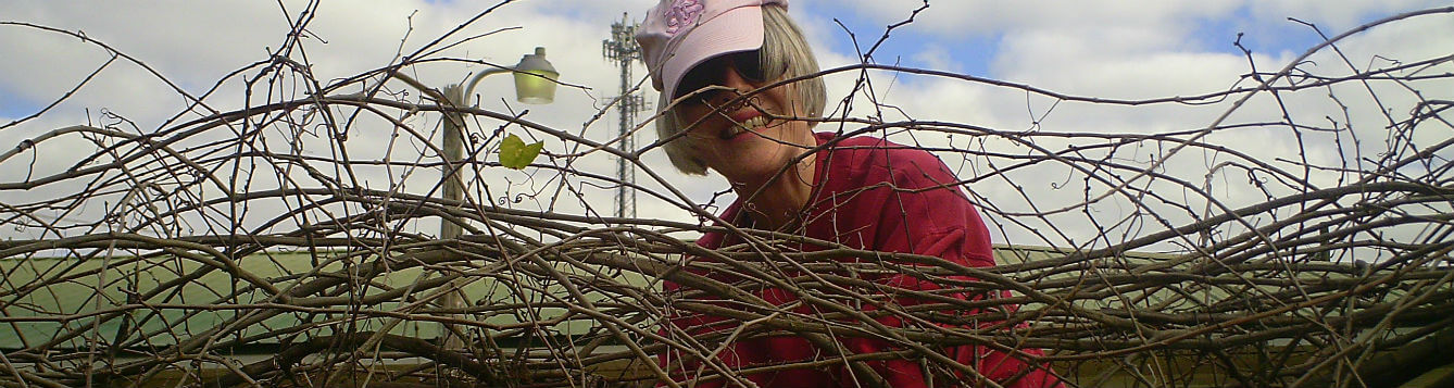 lady with pink hat seen behind an overgrown muscadine grape vine