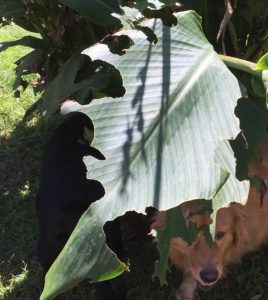 Canna with chewing around leaf margin. Family dog lays in shade below.