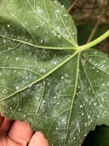 The underside of leaf reveal dozens of insects.