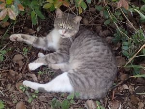 A grey tabby feral cat lounges under some shrubbery