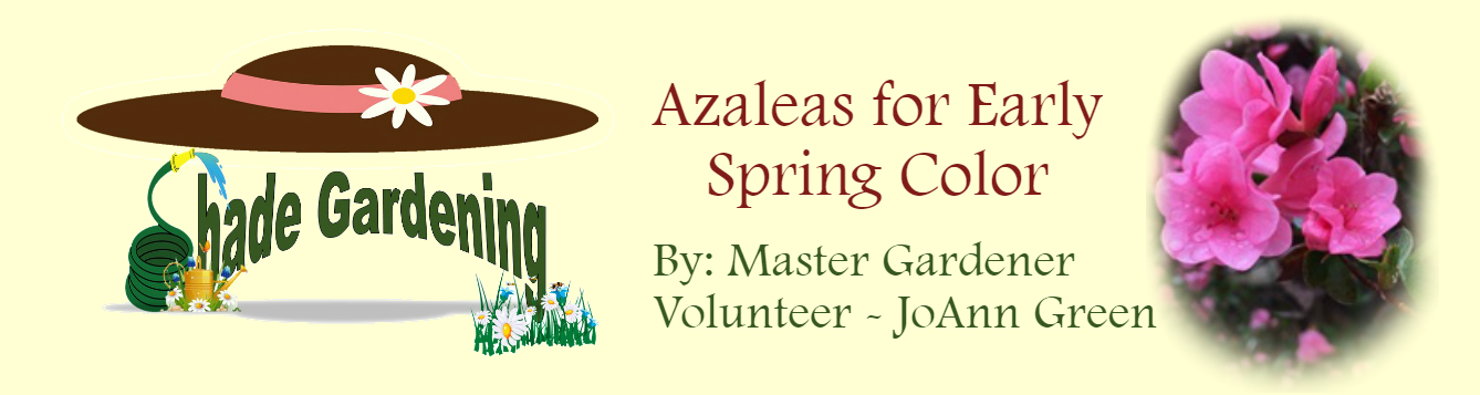 Shady Garden Azaleas March 2020