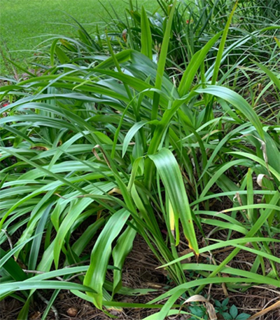 Amaryllis green image