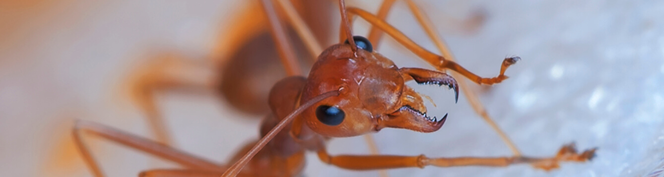 Red imported fire ant