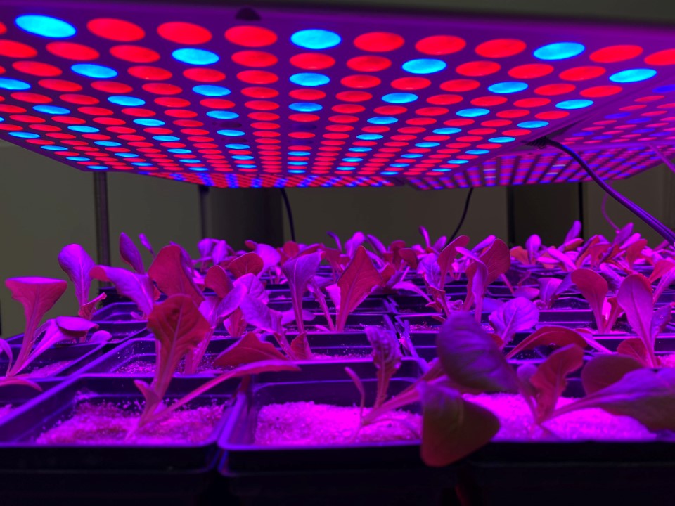 Lettuce Seedlings under LED light.