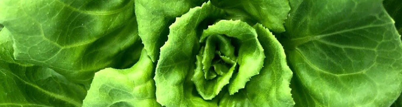 Butterhead lettuce. Picture caption: Jonael Bosques, University of Florida.