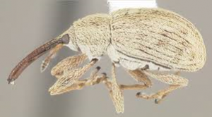 Photo of adult hibiscus bud weevil. Photo by Florida Dept. of Agriculture