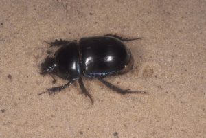 Photo of Peltotrupes profundus beetle.