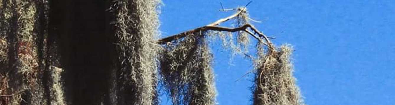 Spanish moss hanging in a tree