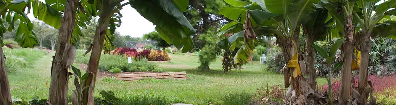 Banana plants among trees