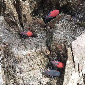 Jadera bugs on a tree stump.