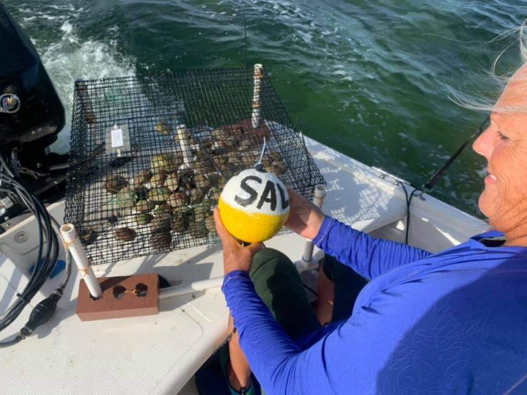 A Boost for Hernando County's Scallop Season UF/IFAS Extension