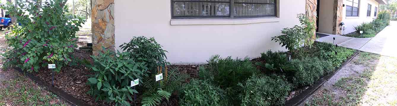 Photo of native plants in front of a building