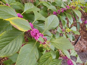 Photo of beautyberry bush