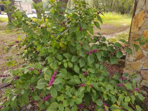 Photo of beautyberry bush