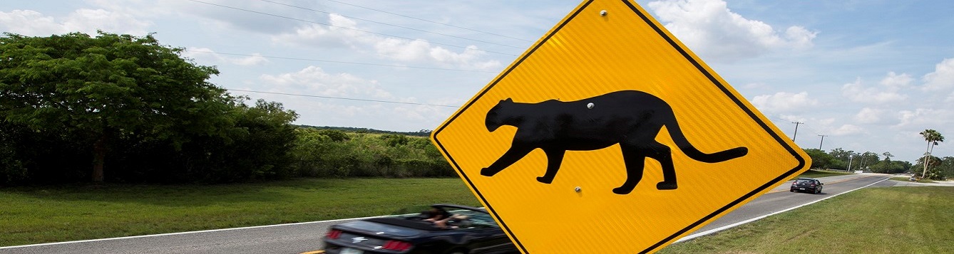 A panther crossing sign in the foreground with a speeding car in the background