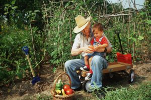 A young boy sits on his grandpas lap on a wagon in the Garden, a basket of tomatoes sits in front of them.