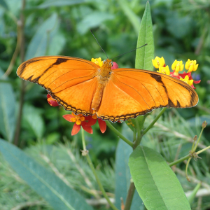 A Large Orange Butterfly called a Julia rests on some tropical milkweed.
