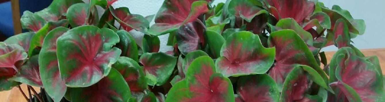 Close-up of red and green caladium foliage.