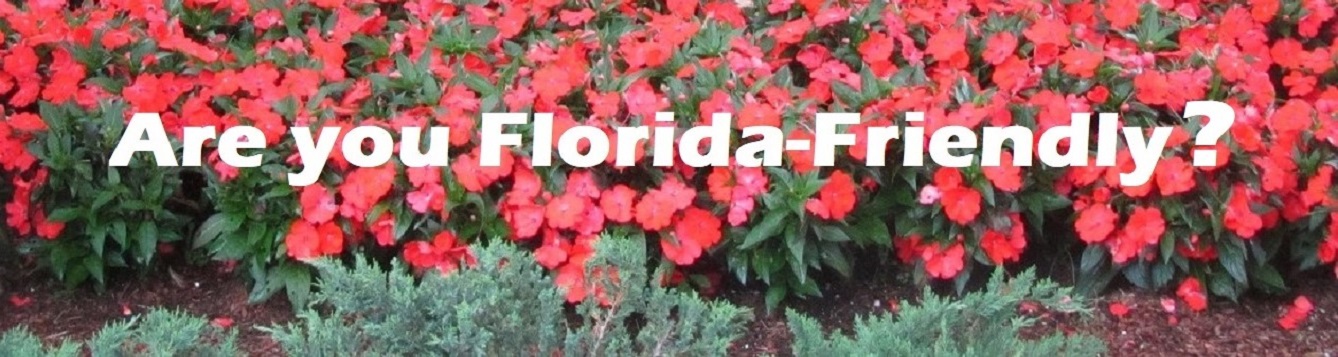 Beautiful Florida-Friendly salmon colored New guinea Impatiens contrast with blueish hued junipers in the foreground.