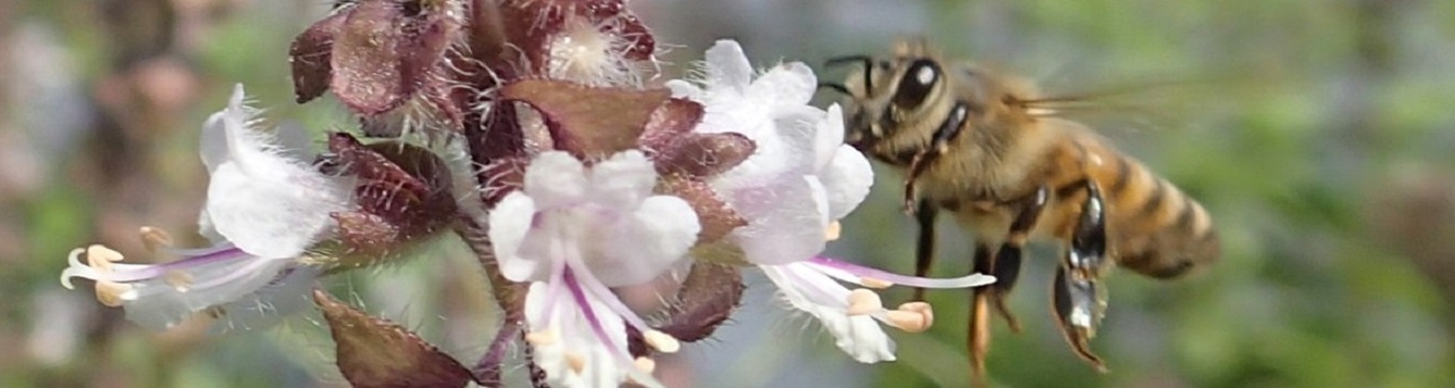 Worker Honey bee feeds on pink salvia flower