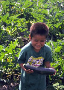 A little boy laughs as he stands in a squash field cradling a freshly cut zucchini