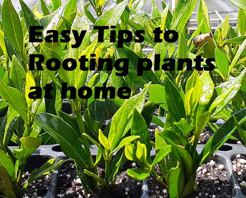 Easy Tips to Rooting Plants UF/IFAS Extension Highlands County