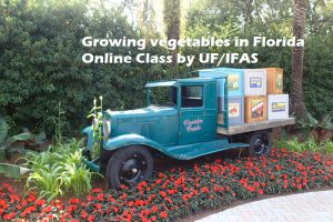 A vintage Farm truck holds boxes of Fresh from Florida produce. 
