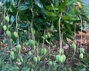 A particularly heavy crop of mango pulls limbs down almost to the ground. 