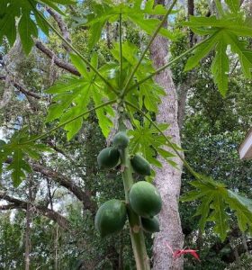 close up of a fruiting papaya tree